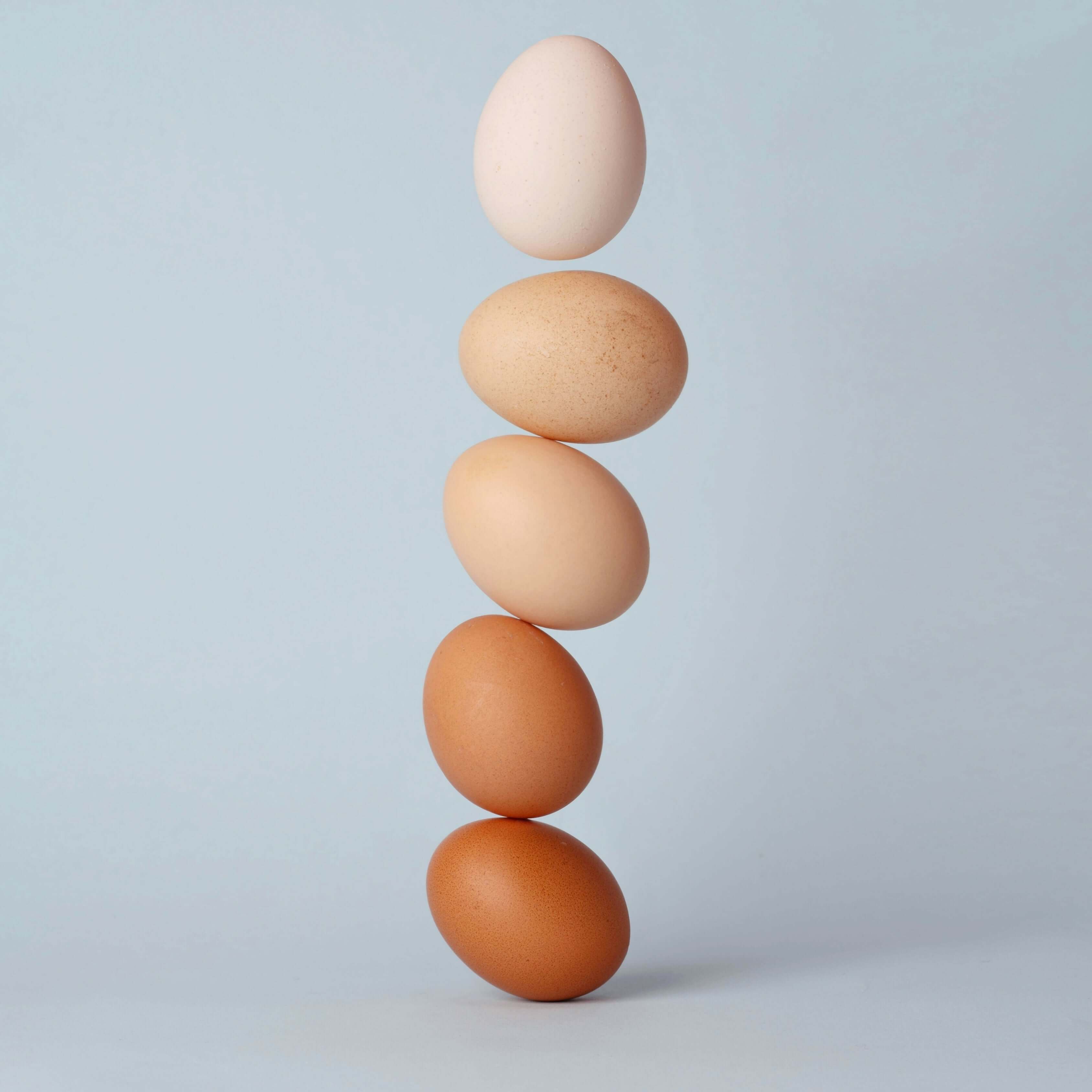 Protein Dengesi
