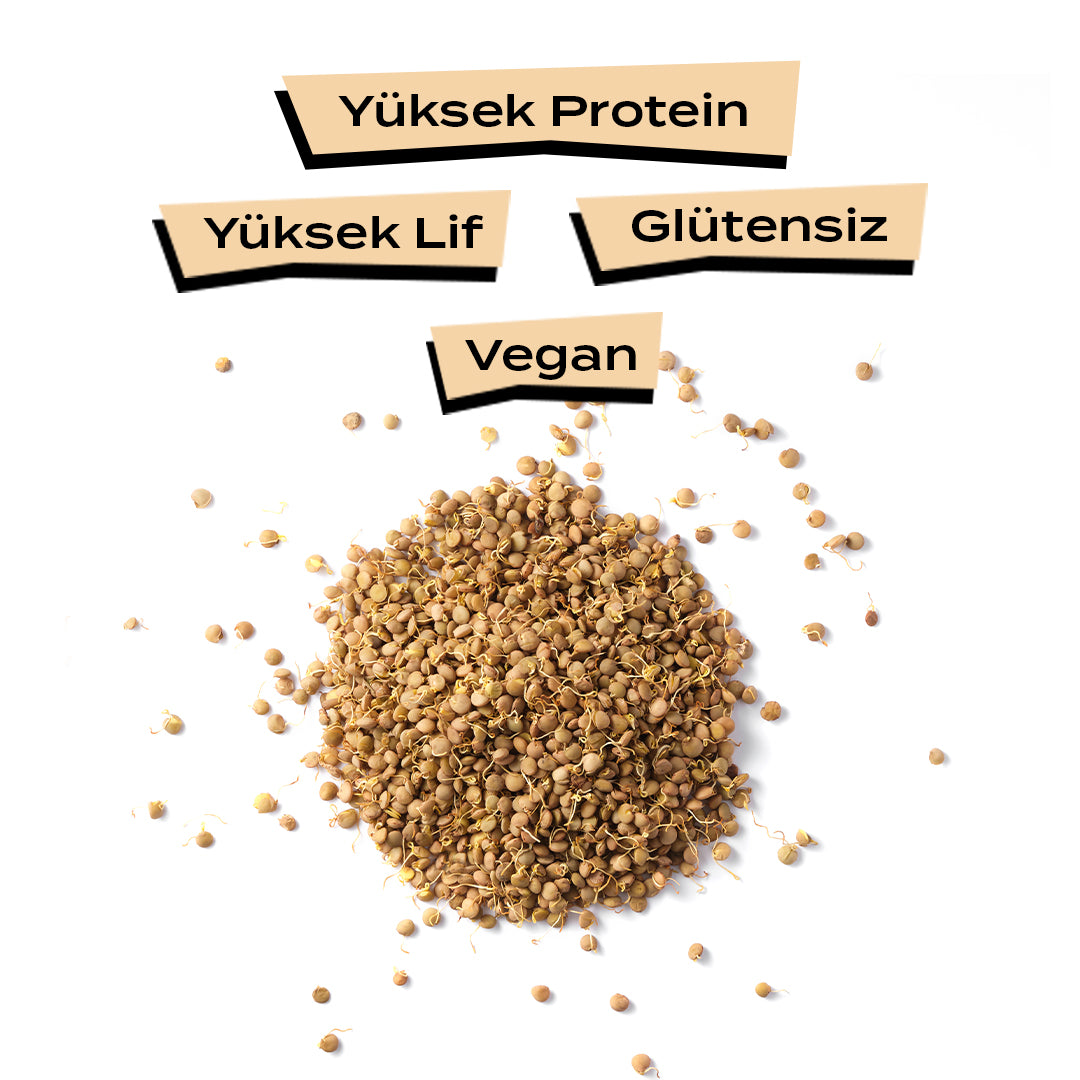 Filizlendirilmiş Yeşil Mercimek