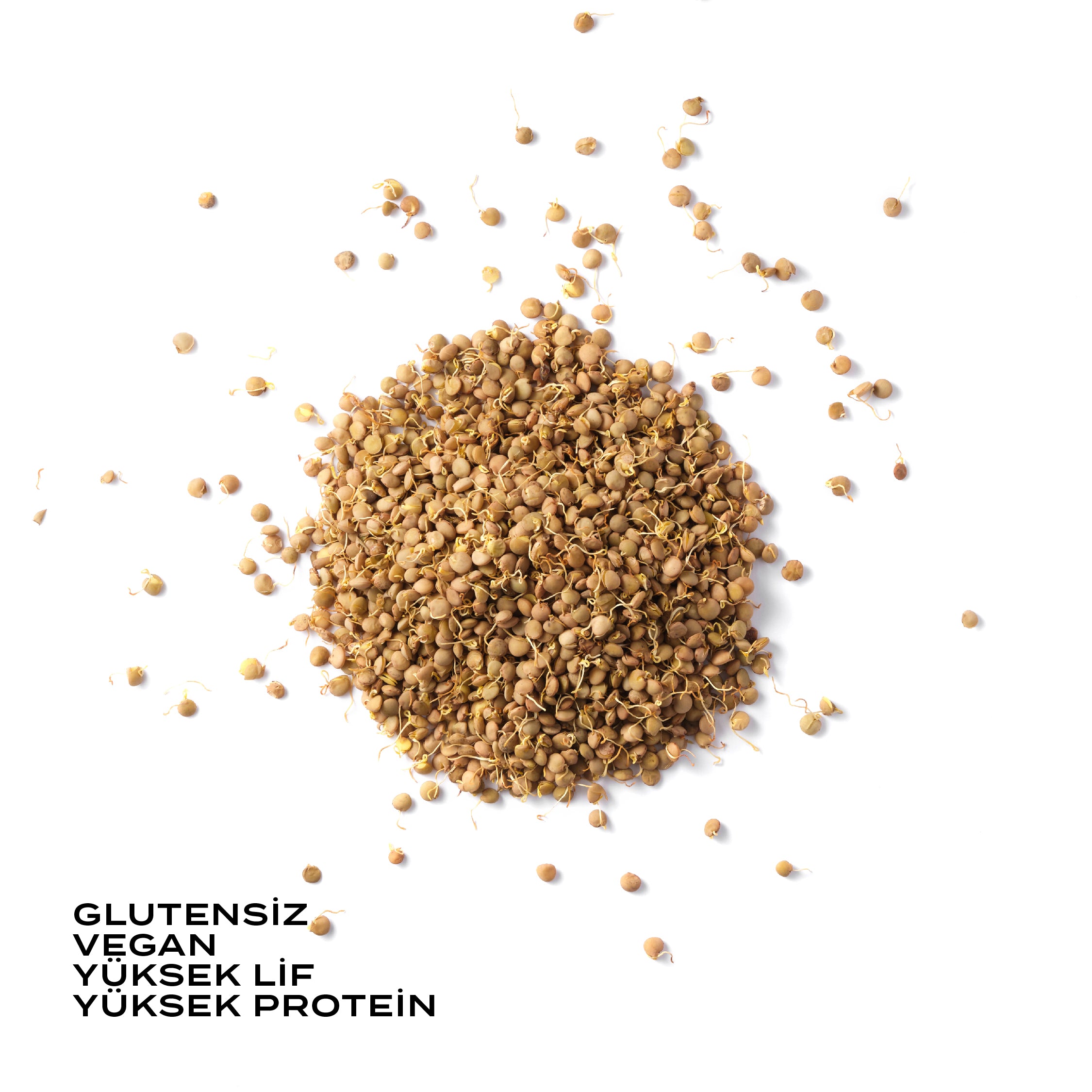 Filizlendirilmiş Yeşil Mercimek